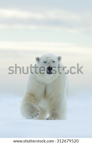 Polar bear on the ice and snow in Svalbard, dangerous looking