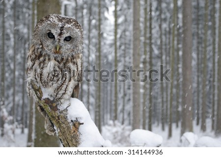 Tawny Owl snow covered in snowfall during winter, snowy forest in background, nature habitat