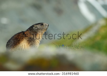Cute animal Marmot, Marmota marmota, sitting in the grass with nature rock mountain habitat,  Alp, Austria