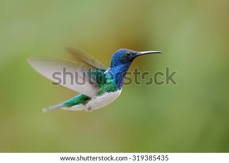 Flying blue and white hummingbird White-necked Jacobin, Florisuga mellivora, from Colombia, clear green background