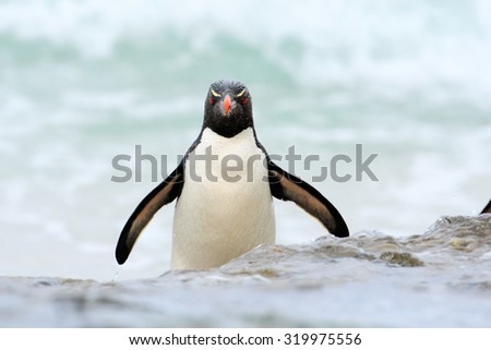 Rockhopper penguin, Eudyptes chrysocome, jumps out of the blue water while swimming through the ocean in Falkland Island
