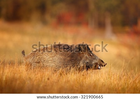 Big Wild boar, Sus scrofa, running in the grass meadow, red autumn forest in background, Germany