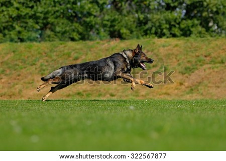 German Shepherd Dog,  is a breed of large-sized working dog that originated in Germany, sitting in the green grass with nature background