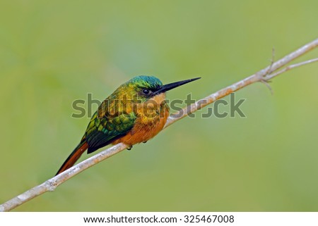 Rufous-tailed Jacamar, Galbula ruficauda, exotic bird sitting on the branch with clear green background, Trinidad and Tobago