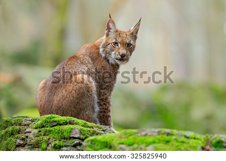 Eurasian Lynx,