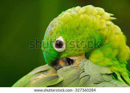 Yellow-crowned Amazon, Amazona ochrocephala auropalliata, portrait of light green parrot, Costa Rica