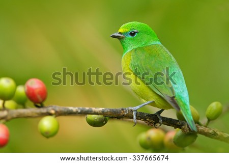 Blue-naped Chlorophonia, Chlorophonia cyanea, exotic tropic green song bird form Colombia