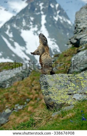 Cute sit up on its hind legs animal Marmot, Marmota marmota, sitting in he grass, in the nature habitat, Grossglockner, Alp, Austria,