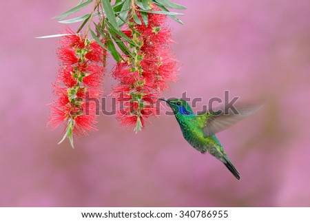 Green hummingbird Green Violet-ear, Colibri thalassinus,  flying next to beautiful pink and violet flower, Savegre, Panama