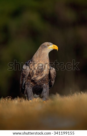 White-tailed Eagle, Haliaeetus albicilla, sitting on the meadow with nice sun light, big bird of prey, France