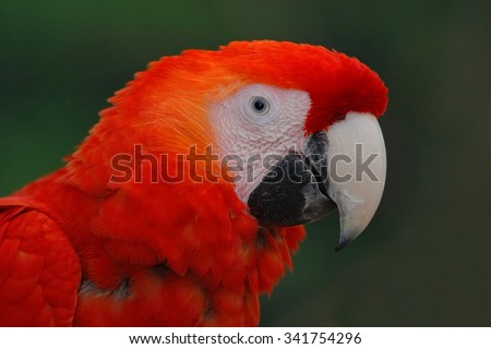 Parrot Scarlet Macaw, Ara macao, head portrait in dark green tropical forest, Costa Rica