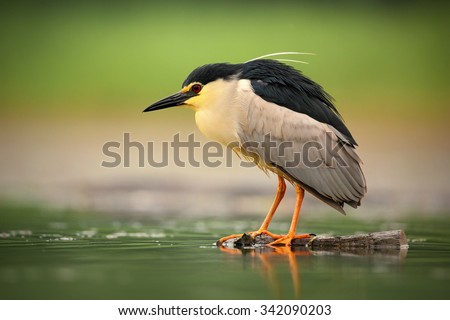 Night heron, Nycticorax nycticorax, grey water bird sitting in the water, Hungary
