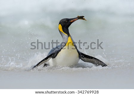 King penguin, big bird jumps out of the blue water while swimming through the ocean in Falkland Island, food in the bill