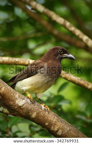 Brown Jay, Cyanocorax morio, bird from green Costa Rica forest, in the tree habitat