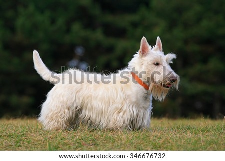White (wheaten) scottish terrier, cute dog on green grass lawn