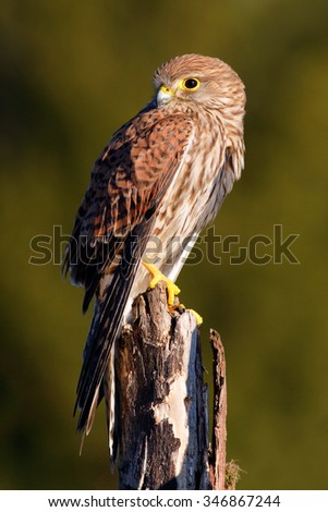 Common Kestrel, Falco tinnunculus, little birds of prey sitting on the tree trunk, Sweden