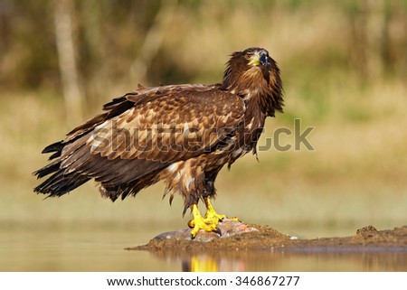 White-tailed Eagle, Haliaeetus albicilla, feeding kill fish in the water, with brown grass in background