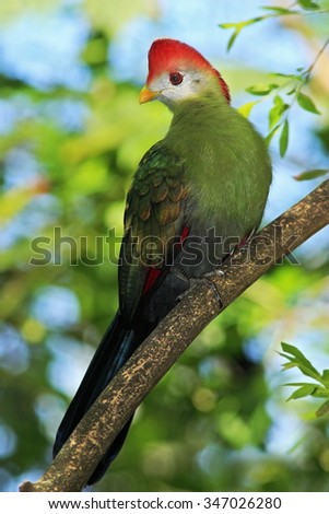 Red-Crested Turaco, Tauraco erythrolophus, rare coloured green bird with red head, in the nature habitat, sitting on the branch, Angola, Africa