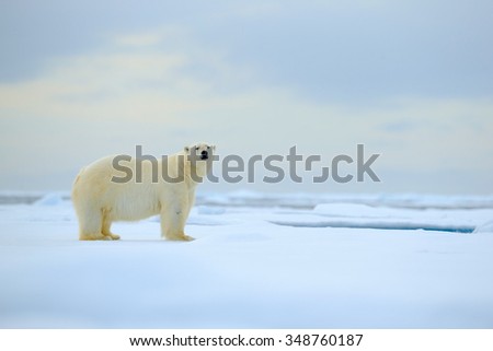 Polar bear, dangerous looking beast on the ice with snow in north Russia, nature habitat