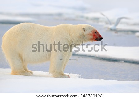 Polar bear, dangerous looking beast on the ice with snow, red blood in the face in north Russia