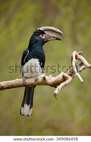Trumpeter hornbill, Bycanistes bucinator, bird with big bill, common resident of the tropical evergreen forests of Burundi, Mozambique, Botswana, Congo, Kenya