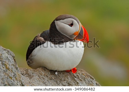 Atlantic Puffin, Fratercula artica, artic bird sitting on the rock, nature habitat, Runde island, Norway