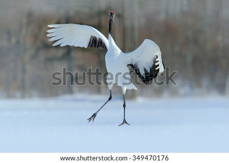 Red-crowned crane, Grus japonensis, flying white bird with open wing, with snow storm, winter scene, Hokkaido, Japan