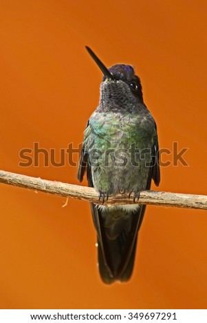 Magnificent Hummingbird, Eugenes fulgens, exotic bird with orange clear nature background, Savegre, Costa Rica