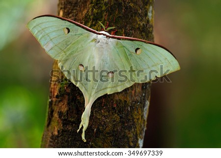 Indian Moon Moth or Indian Luna Moth, Actias selene, white butterfly, in the nature habitat, sitting on the tree trunk, Sri Lanka