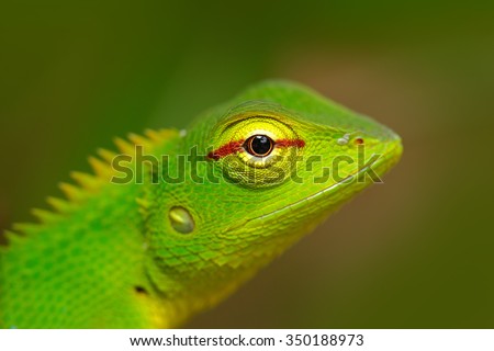 Green Garden Lizard, Calotes calotes, detail eye portrait of exotic tropic animal in the green nature habitat, Sinharaja Forest, Sri Lanka