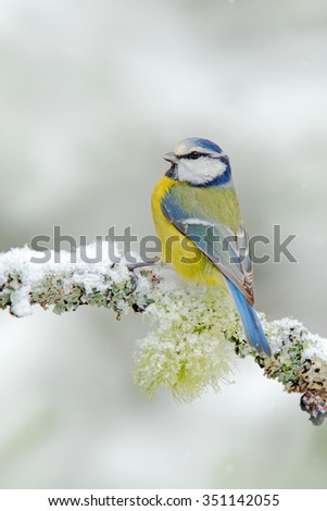 Blue Tit, cute blue and yellow songbird  in winter scene, snow flake and nice  snow flake and nice lichen branch, Germany