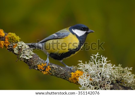 Great Tit, Parus major, black and yellow songbird  sitting on the nice lichen tree branch, Germany