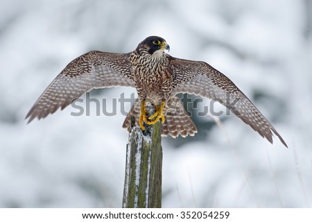 Peregrine Falcon, Bird of prey sitting on the tree trunk with open wings during winter with snow, Germany