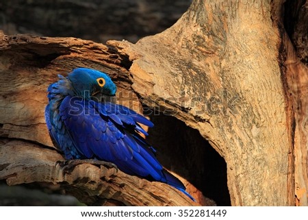 Hyacinth Macaw, Anodorhynchus hyacinthinus, big blue parrot  in tree nest hole cavity, Pantanal, Brazil, South America