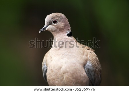 Eurasian Collared Dove, Streptopelia decaocto, detail portrait of garden bird, dark green forest habitat, France