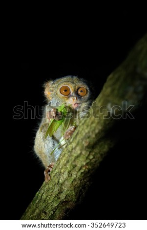 Spectral Tarsier, Tarsius spectrum, portrait of rare nocturnal animal with catch kill green grasshopper,  in the large ficus tree, Tangkoko National Park, Sulawesi, Indonesia, Asia