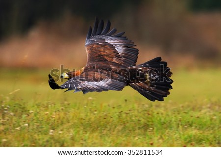 Golden Eagle, flying above flowering meadow, brown bird of prey with big wingspan, Norway