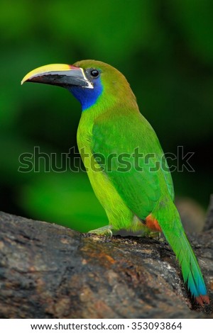 Blue-throated Toucanet, Aulacorhynchus prasinus, green toucan bird in the nature habitat, exotic animal in tropical forest, Panama