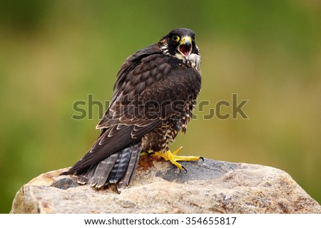 Peregrine Falcon, Falco peregrinus, bird of prey sitting on the stone with green forest background, nature habitat, France