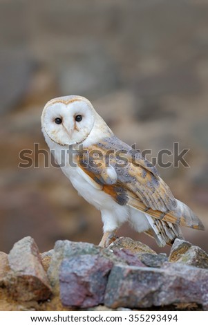 Barn owl,Tyto alba, sitting on stone wall, light bird in the old castle, animal in the urban habitat
