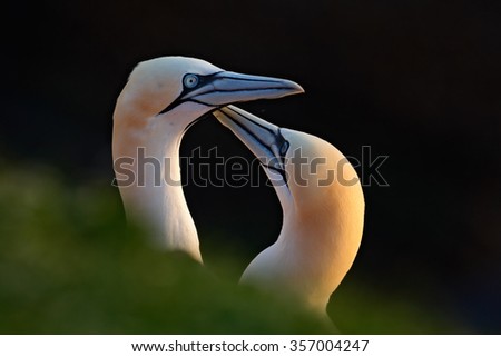 Northern Gannet, Sula bassana, detail head portrait with evening sun and dark sea in the background, beautiful birds in love, pairs of animals on Helgoland Island, Germany