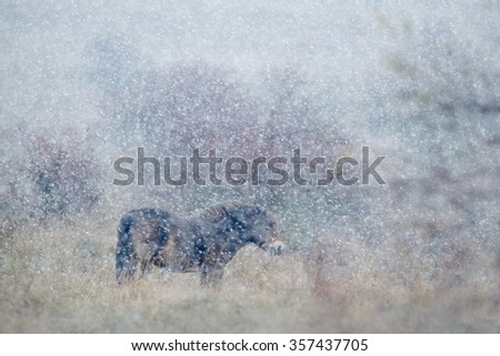 Wild horse in the nature habitat, winter scene with strong snow storm, snowflakes covered animal, Czech Republic