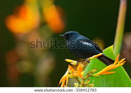 Glossy Flowerpiercer, Diglossa lafresnayii, black bird with bent bill sittin on the orange flower, nature habitat, exotic animal from Colombia