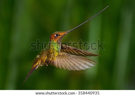 Sword-billed hummingbird, Ensifera ensifera, it is noted as the only species of bird to have a bill longer than the rest of its body, bird with longest bill, in the nature forest habitat, Ecuador