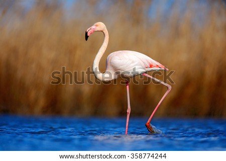 Greater Flamingo, Phoenicopterus ruber, beautiful pink big bird in dark blue water, with evening sun, reed in the background, animal in the nature habitat, Camargue, France