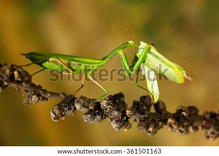 Matins eating mantis, two green insect praying mantis on flower, Mantis religiosa, action scene, Czech republic