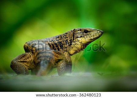 Gold tegu, Tupinambis teguixin, big reptile in the nature habitat, green exotic tropic animal in the green forest, Trinidad and Tobago