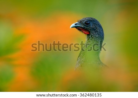 Rufous-vented Chachalaca, Ortalis ruficauda, art view, exotic tropic bird in the forest nature habitat, green and orange flower tree, detail portrait, Trinidad and Tobago