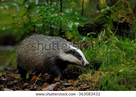 European badger in the forest, animal in the nature habitat, Germany, central Europe