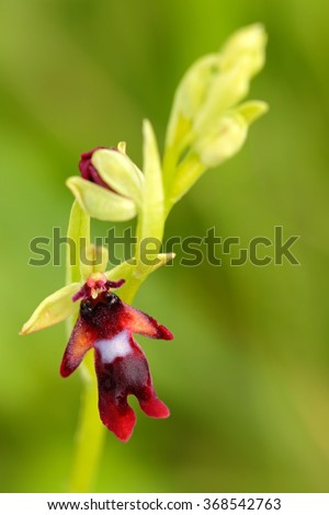 Fly Orchid, Ophrys insectifera, flowering European terrestrial wild orchid, nature habitat, detail of bloom, green clear background, Czech Republic